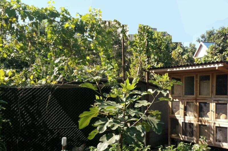 Изображение Изображение гостиницы &quot;Гостевой дом «Бабуца»&quot; #5 #5