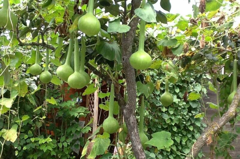 Изображение Изображение гостиницы "Гостевые домики «Лидия»" #3 #3