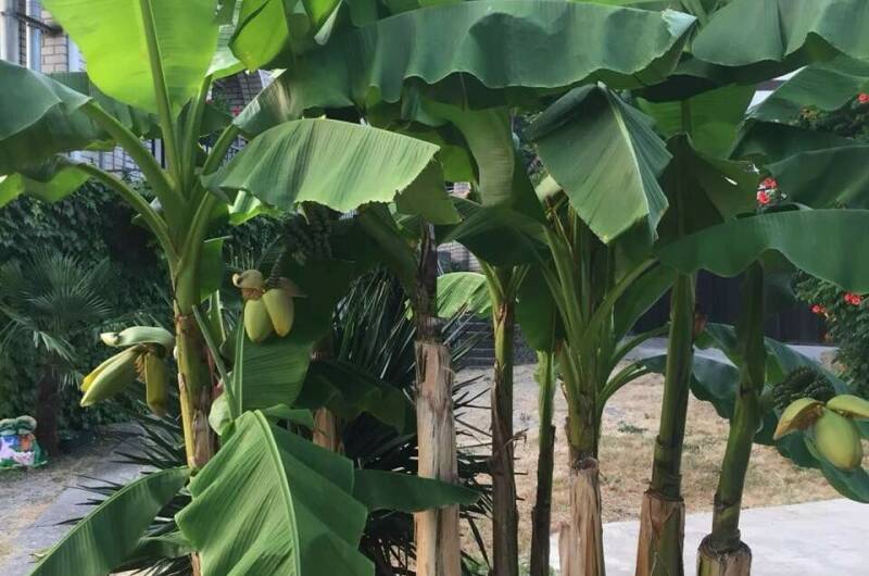 Изображение Изображение отеля / гостиницы "Гостевой дом «Зеленый рай»" #10 #8