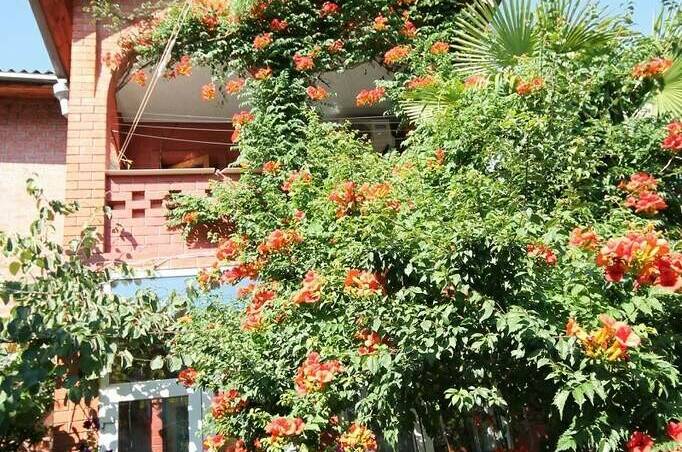 Изображение Изображение гостиницы &quot;Гостевой дом «У тети Вали»&quot; #3 #3