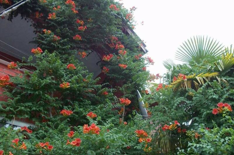 Изображение Изображение гостиницы &quot;Гостевой дом «У тети Вали»&quot; #8 #8