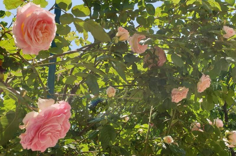 Изображение Изображение гостиницы &quot;Гостевой дом «Райский уголок»&quot; #2 #2