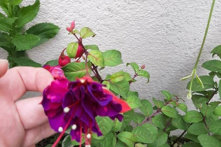 Изображение Изображение гостиницы "Гостевой дом «Зеленая горка»" #3 #3