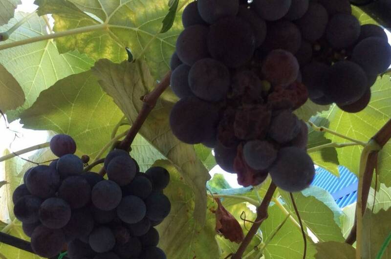 Изображение Изображение гостиницы &quot;Гостиница «Светлая»&quot; #7 #7