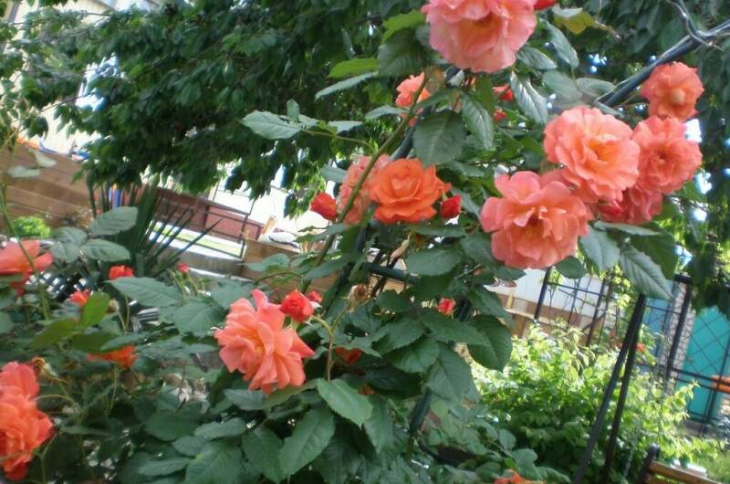 Изображение Изображение гостиницы "Гостевой дом «Уютный дворик»" #7 #7