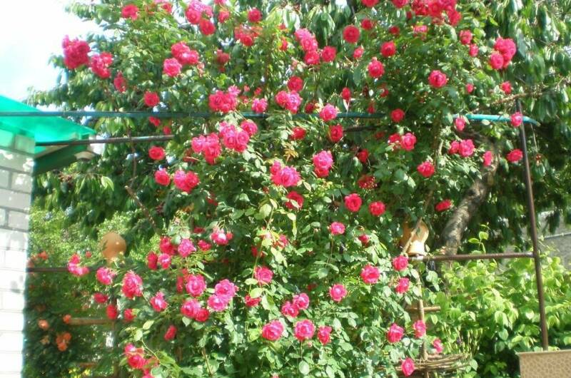 Изображение Изображение отеля / гостиницы "Гостевой дом «Уютный дворик»" #10 #8