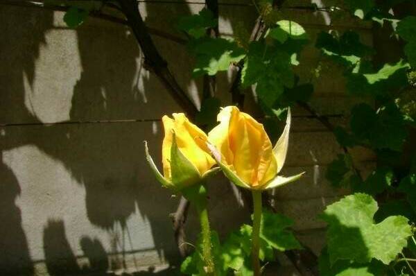 Изображение Изображение гостиницы &quot;Мини-отель «Итинисан» (1 2 3)&quot; #4 #4