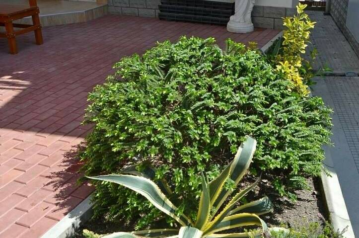 Изображение Изображение гостиницы &quot;Мини-отель «Итинисан» (1 2 3)&quot; #5 #5