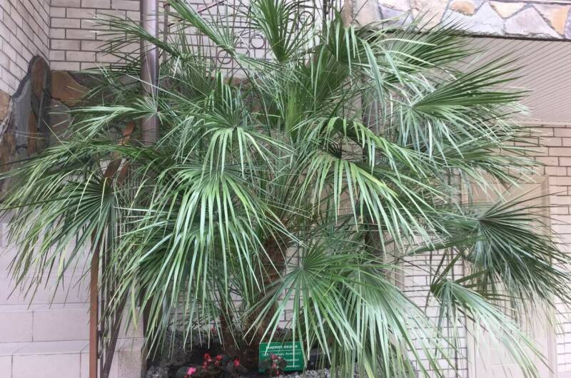 Изображение Изображение отеля / гостиницы "Гостевой дом «Аркадия»" #11 #9