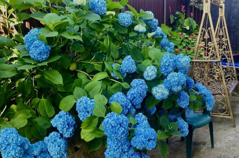 Изображение Изображение гостиницы &quot;Гостевой дом «Псырцха»&quot; #7 #7