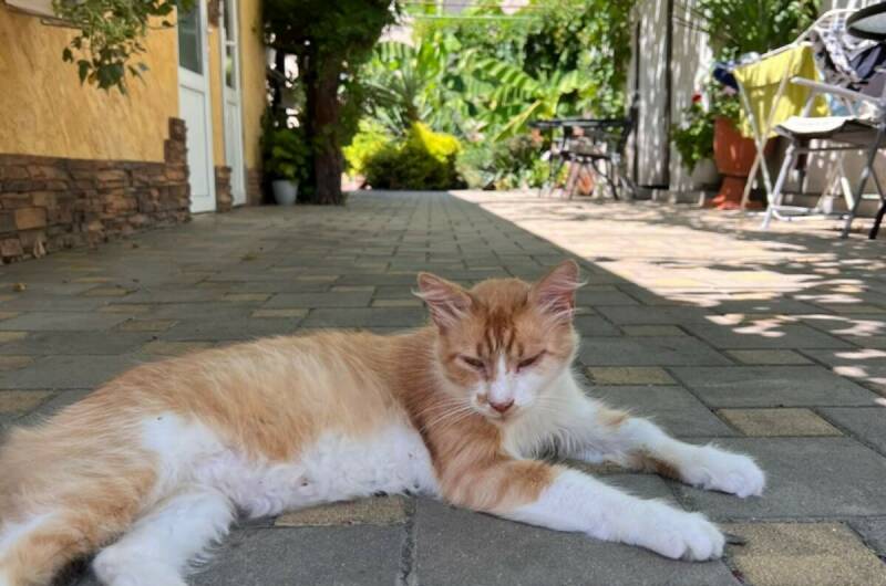 Изображение Изображение гостиницы "Гостевой дом «Свит»" #2 #2