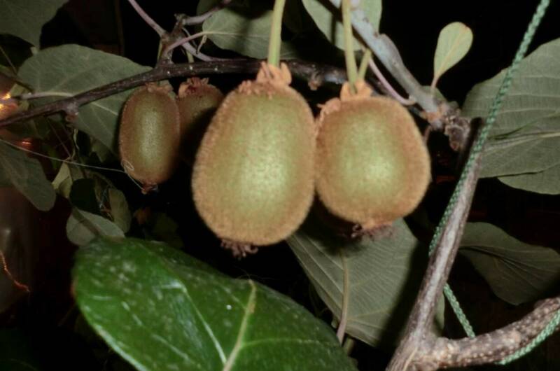 Изображение Изображение гостиницы &quot;Частный сектор на Лазарева&quot; #8 #8