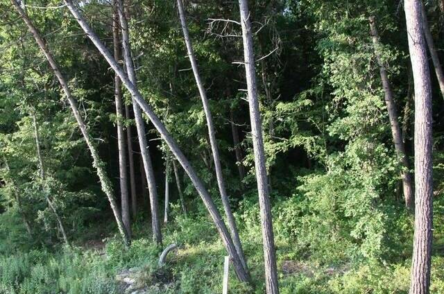 Изображение Изображение гостиницы &quot;Частный дом «Сосновый Бор»&quot; #2 #2