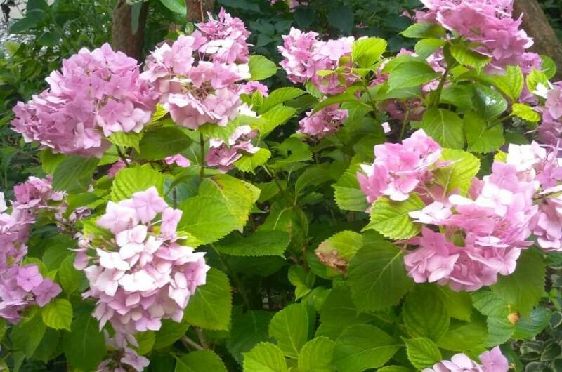 Изображение Изображение гостиницы "Гостевой дом «Бриз»" #2 #2