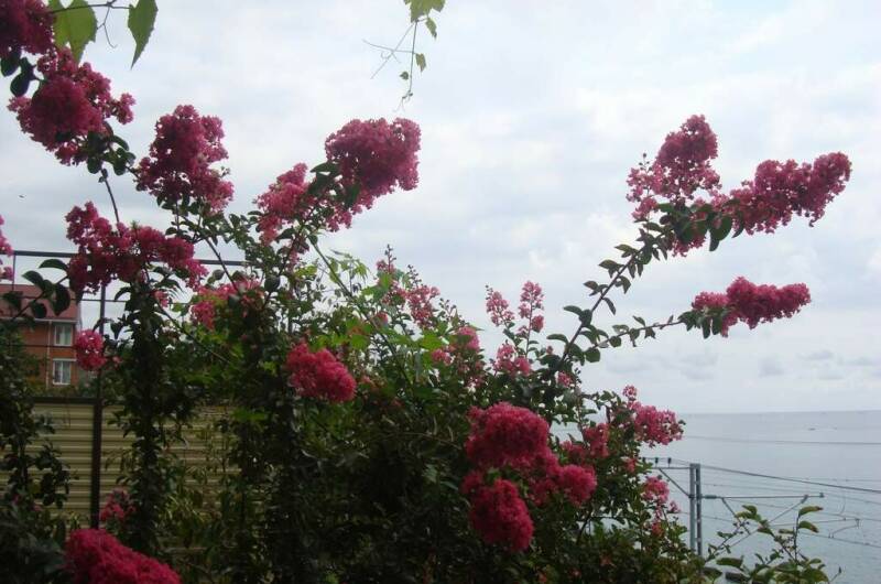 Изображение Изображение гостиницы &quot;Гостевой дом «Мистраль»&quot; #8 #8