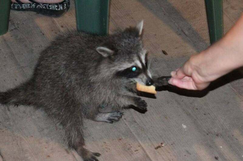 Изображение Изображение гостиницы &quot;Частный сектор «Дубрава»&quot; #7 #7