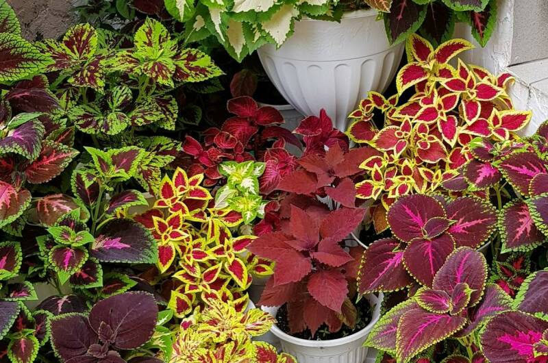 Изображение Изображение гостиницы "Частный гостевой дом «Жемчужина взморья»" #6 #6