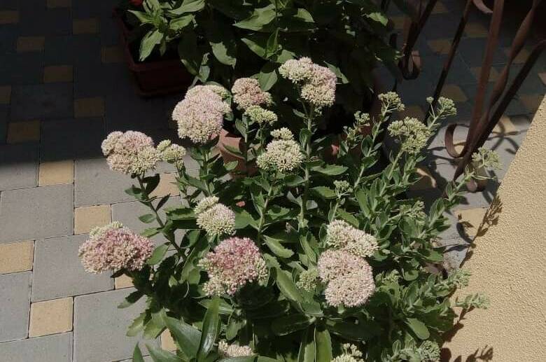 Изображение Изображение гостиницы "Частный сектор «Людмила» на Тонком мысе" #4 #4