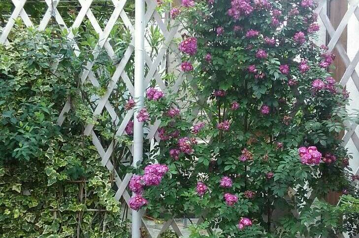 Изображение Изображение гостиницы "Гостевой дом «Аир»" #7 #7