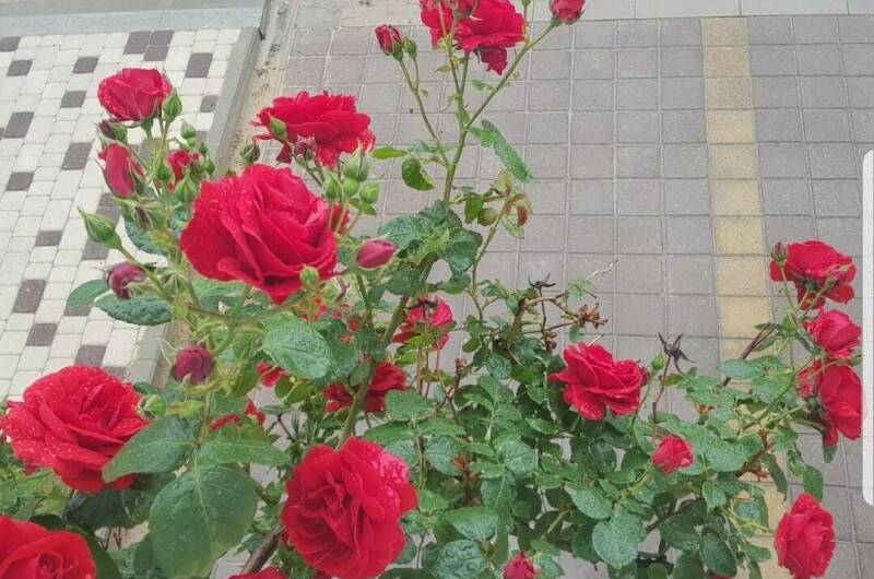 Изображение Изображение отеля / гостиницы "Гостевой дом «Весёлый Рапан»" #10 #8