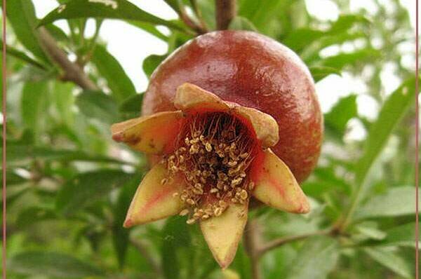 Изображение Изображение гостиницы &quot;Отель «Арго»&quot; #4 #4