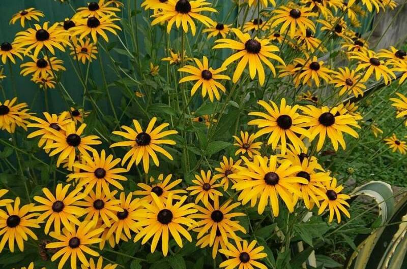 Изображение Изображение отеля / гостиницы "Гостевой дом «Альха Авидзба»" #10 #8