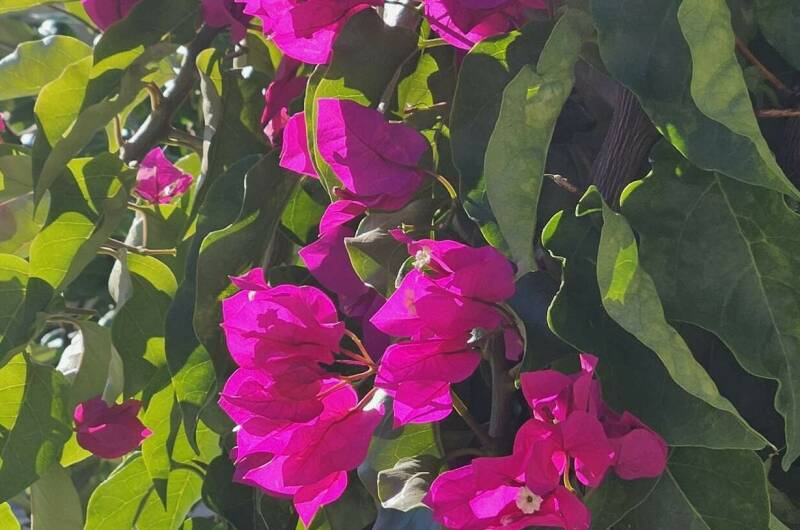 Изображение Изображение гостиницы "Мини-отель «Лимончелло»" #7 #7