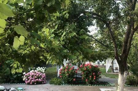 Изображение Изображение гостиницы "Гостевой дом «У Тюльпанового дерева»" #2 #2