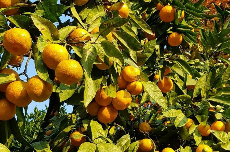 Изображение Изображение отеля / гостиницы "Частный гостевой дом «Жемчужина взморья»" #11 #9