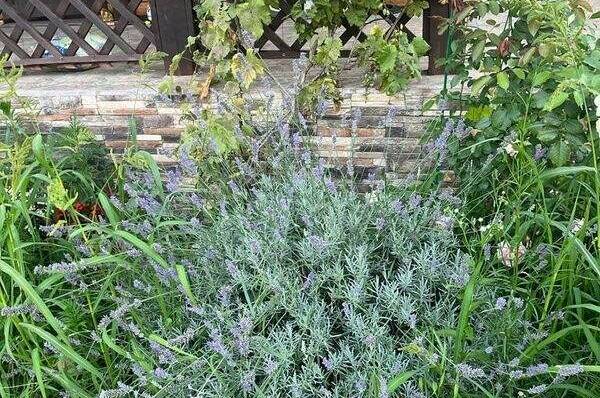 Изображение Изображение гостиницы "Гостевой дом «Ежевика»" #6 #6