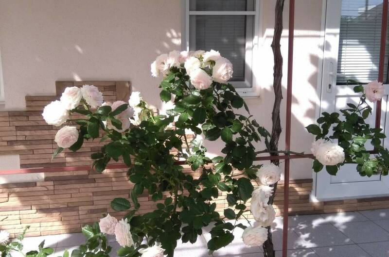 Изображение Изображение гостиницы "Гостевой дом «Светлана»" #6 #6