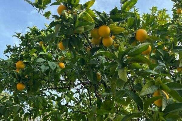 Изображение Изображение гостиницы &quot;Гостевой дом «Феникс»&quot; #5 #5