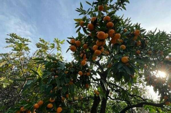 Изображение Изображение гостиницы &quot;Гостевой дом «Феникс»&quot; #8 #8