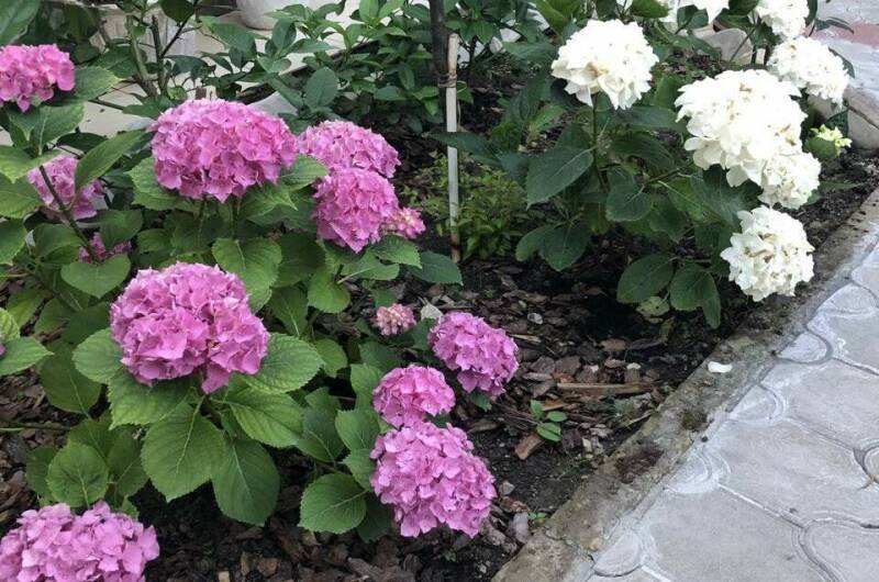 Изображение Изображение гостиницы "Гостевой дом «Бамбуковый рай»" #4 #4