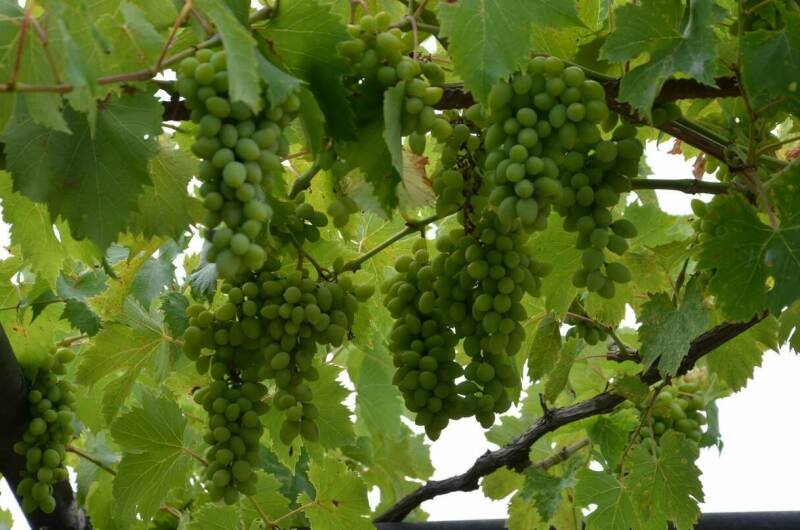 Изображение Изображение гостиницы &quot;Частный дом «Вита»&quot; #3 #3