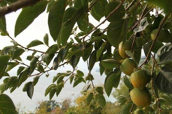 Изображение Изображение гостиницы "Гостевой дом «Взгорье»" #3 #3