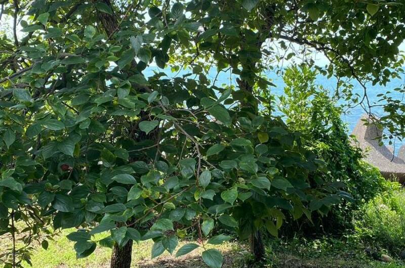 Изображение Изображение отеля / гостиницы "Частный сектор «У Джули»" #11 #9