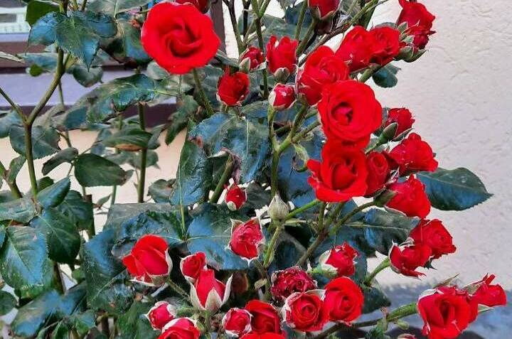 Изображение Изображение гостиницы &quot;Гостевой дом «Оазис»&quot; #4 #4