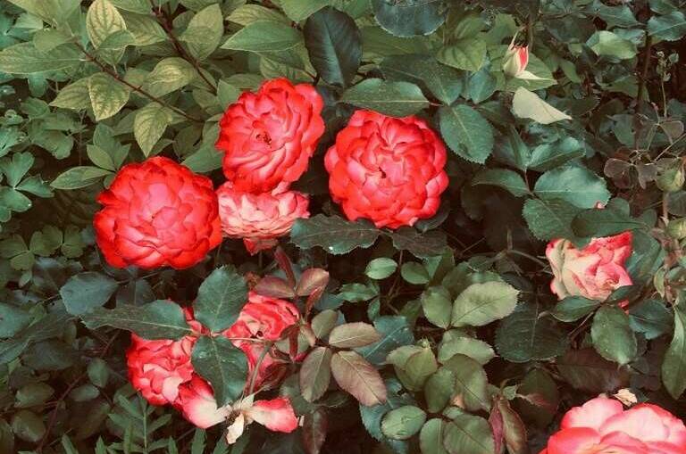 Изображение Изображение отеля / гостиницы "Частный сектор «У Людмилы»" #10 #8