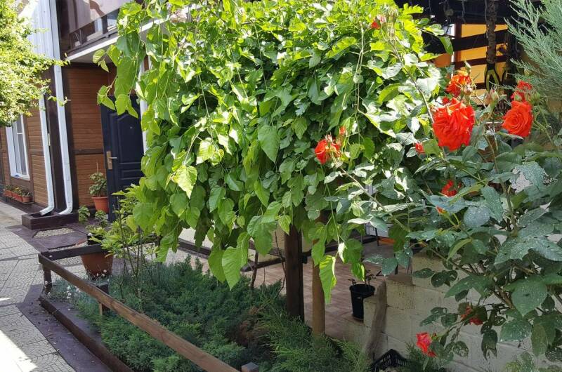 Изображение Изображение гостиницы &quot;Гостевой дом «Лада»&quot; #4 #4