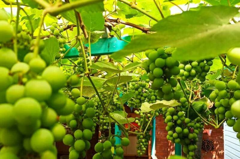 Изображение Изображение гостиницы &quot;Гостевой дом «Инжир»&quot; #8 #8