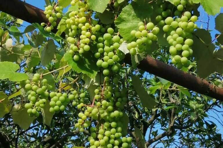 Изображение Изображение гостиницы "Гостевой дом «U Vili»" #3 #3