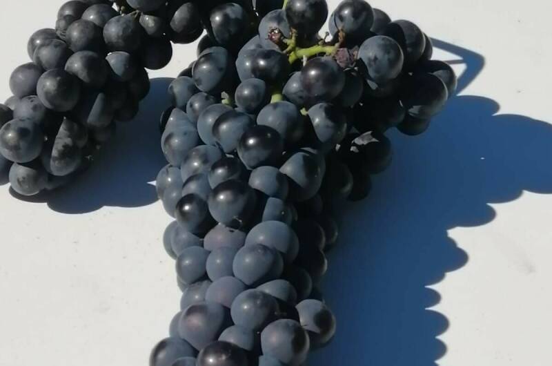 Изображение Изображение гостиницы "Гостевой дом «U Vili»" #7 #7