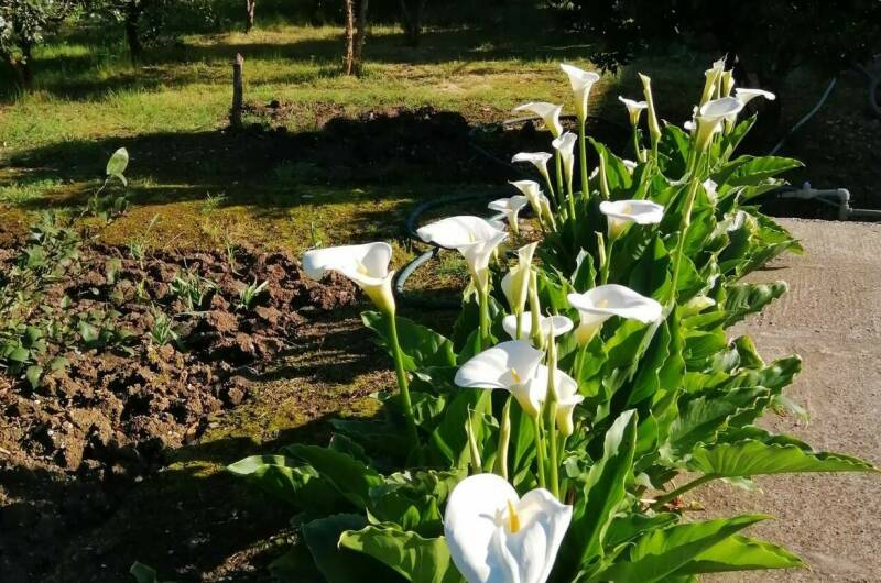 Изображение Изображение гостиницы "Гостевой дом «U Vili»" #8 #8