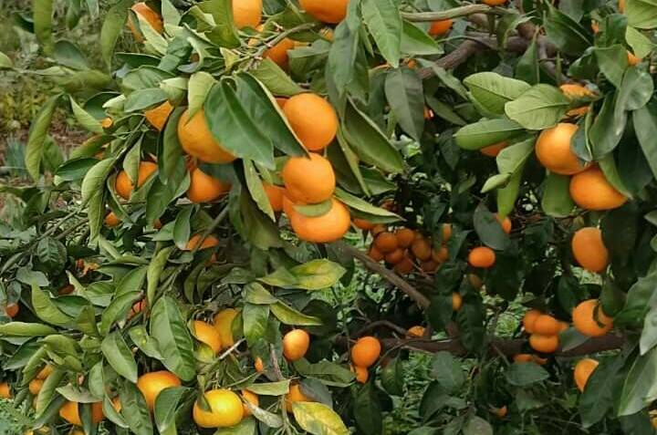 Изображение Изображение отеля / гостиницы "Гостевой дом «U Vili»" #10 #8