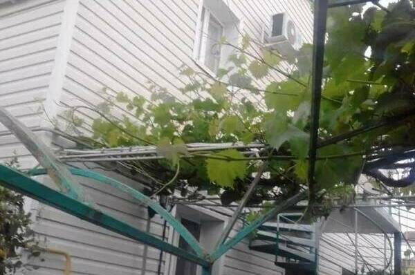 Изображение Изображение гостиницы "Гостевой дом «Аркадия»" #8 #8