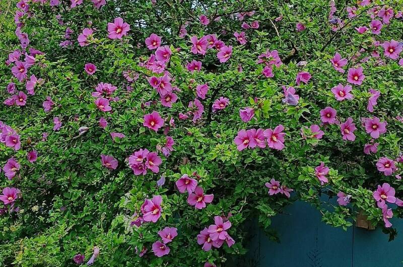 Изображение Изображение гостиницы "Гостевой дом «Диана»" #7 #7