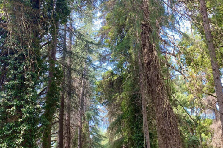 Изображение Изображение гостиницы "Park-hotel «Kedr»" #7 #7