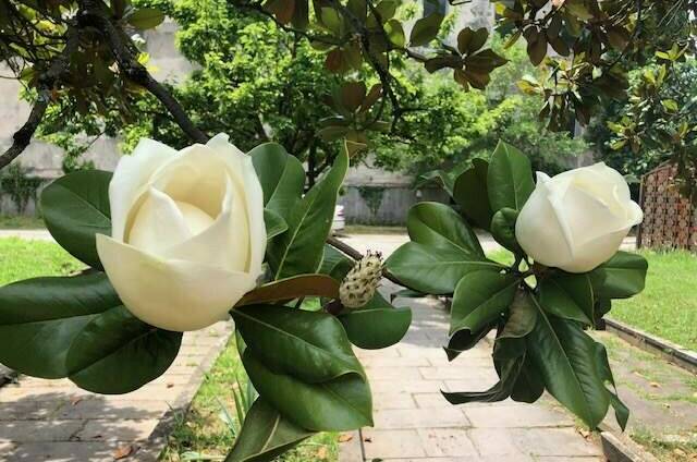 Изображение Изображение гостиницы "Вилла «Эдельвейс»" #4 #4