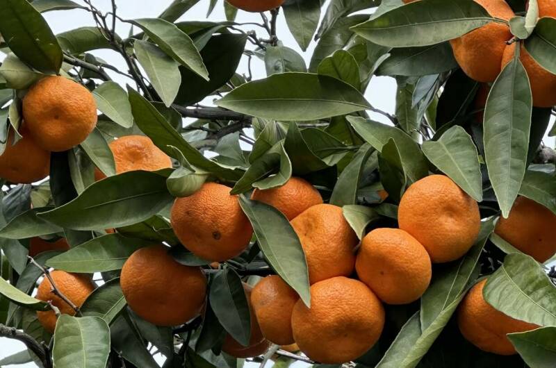 Изображение Изображение отеля / гостиницы "Вилла «Эдельвейс»" #10 #8